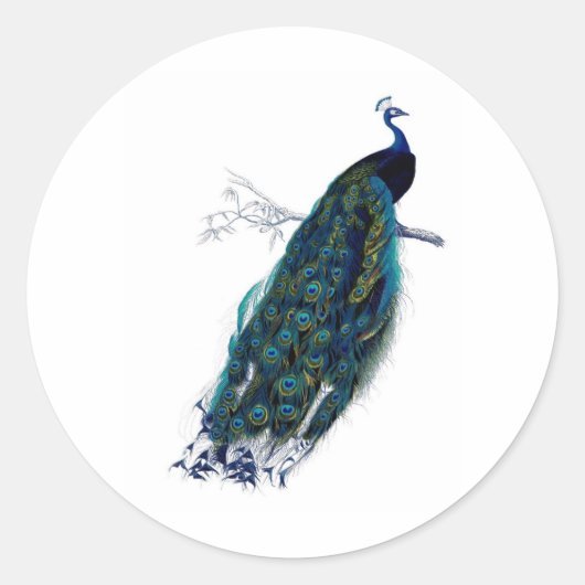 アンティーク自然史プリント孔雀 ラウンドシール (正面)