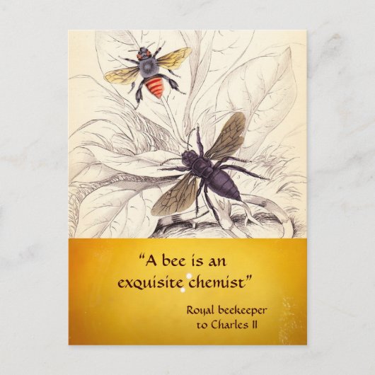 アンティーク蜂蜜蜂の養蜂家，養蜂家 ポストカード (正面)