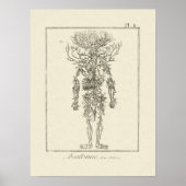 アンティーク解剖学版木、銅版、版画動脈 ポスター (正面)