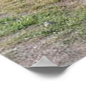 アンティーク車ポスター ポスター (角)