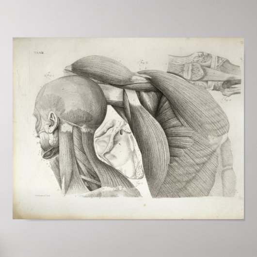 アンティーク頸肩筋医療プリント ポスター (正面)