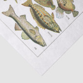 アンティーク魚図の工芸員 薄葉紙 (詳細)