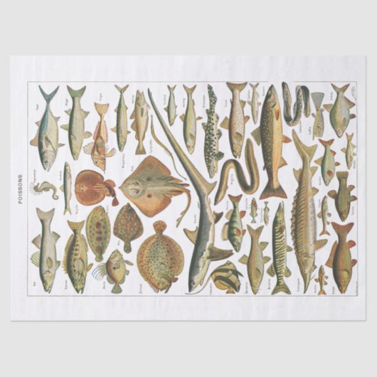 アンティーク魚図の工芸員 薄葉紙 (正面)