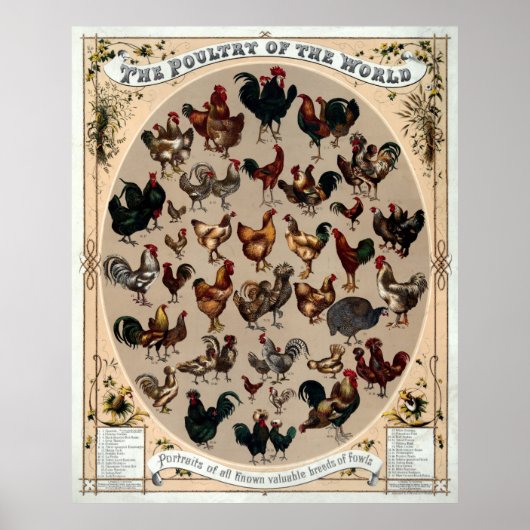 アンティーク1868世界の家きん ポスター (正面)