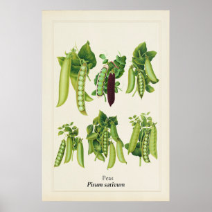 アンティーク エンドウ豆の植物画 キッチンアート ポスター