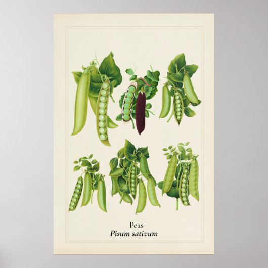 アンティーク エンドウ豆の植物画 キッチンアート ポスター (正面)