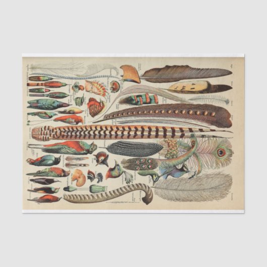 アンティーク フェザー 鳥 野生生物 ファンシー 薄葉紙 (正面)