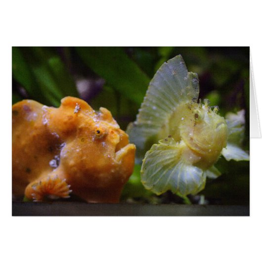 アンテナリウス・コマーソン&タエニアノトス・トリアカンサス (正面横)