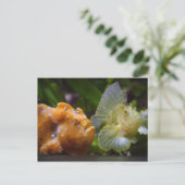 アンテナリウス・コマーソン&タエニアノトス・トリアカンサス ポストカード (スタンド正面)