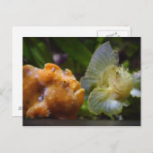 アンテナリウス・コマーソン&タエニアノトス・トリアカンサス ポストカード (正面/裏面)