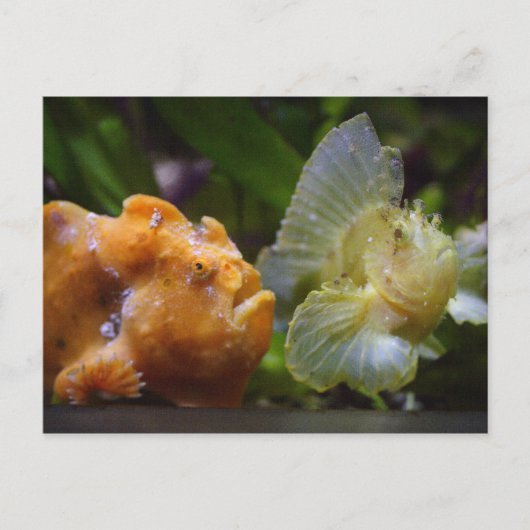 アンテナリウス・コマーソン&タエニアノトス・トリアカンサス ポストカード (正面)