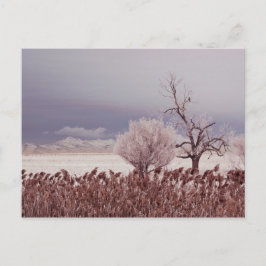 アンテロープ島の凍てついた景色 - ユタ州 - ポストカード