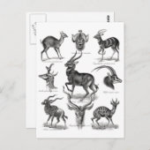 アンテロープ ポストカード (正面/裏面)