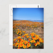 アンテロープ・ヴァレー・カリフォルニア・ポピー保護区 ポストカード (正面/裏面)