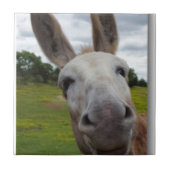 アンディー タイル (正面)