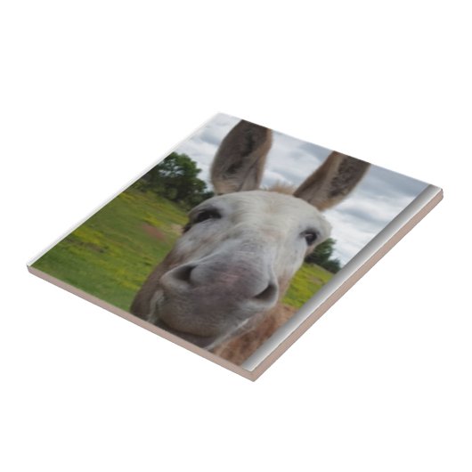 アンディー タイル (側面)