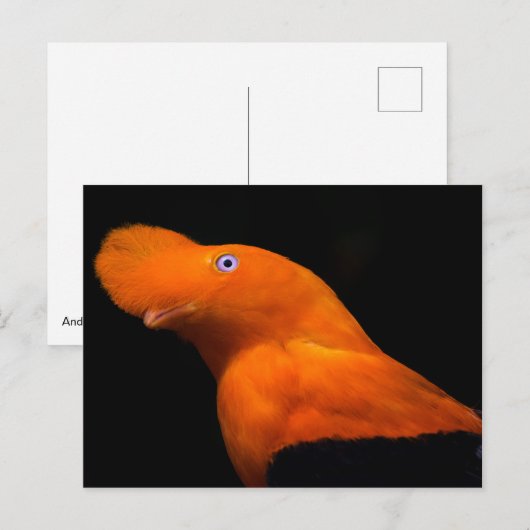 アンデスの岩 ポストカード (正面/裏面)