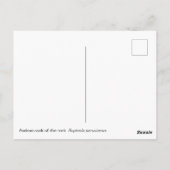 アンデスの岩 ポストカード (裏面)