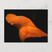 アンデスの岩 ポストカード (正面)