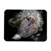 アンデス・コンドル男性 マグネット (横)