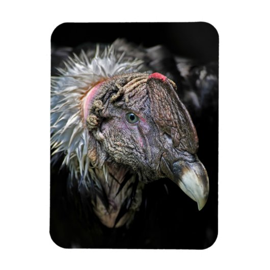 アンデス・コンドル男性 マグネット (縦)