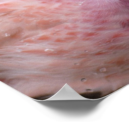 アンデス・フラミンゴの捕虜となった写真 ポスター (角)