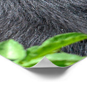 アンデス・ベアを閉じる ポスター (角)