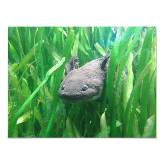 アンデルソニ フォトプリント            (正面)