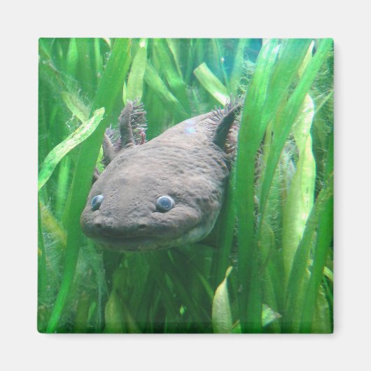 アンデルソニ マグネット (正面)