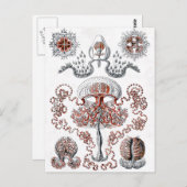 アントメデューサのポストカード ポストカード (正面/裏面)