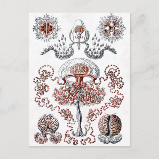 アントメデューサのポストカード ポストカード (正面)