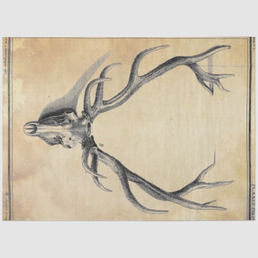 アントラーデコページ紙 薄葉紙 (正面)