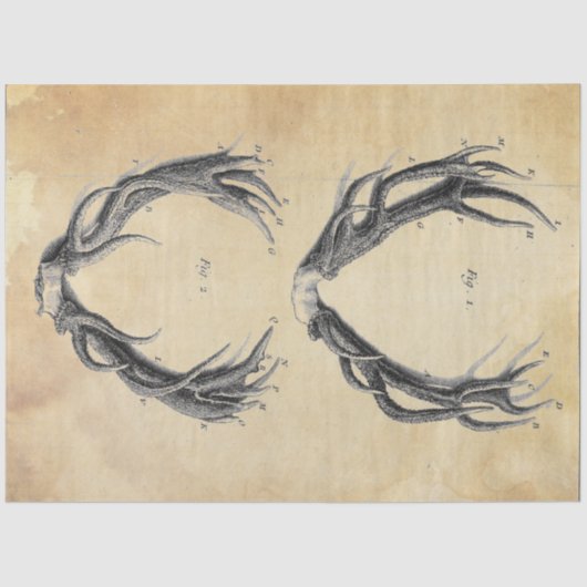 アントラーデコページ紙 薄葉紙 (正面)