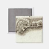 アンドレ マグネット (正面/裏面)