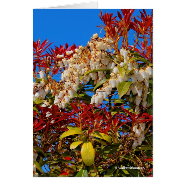 アンドロ日本のメダ焚き火 (正面)