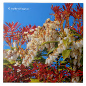 アンドロ日本のメダ焚き火 タイル (正面)