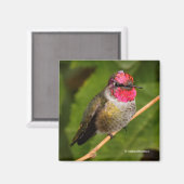 アンナのハミングバードと彼のピンクのゴルゴ マグネット (正面/裏面)