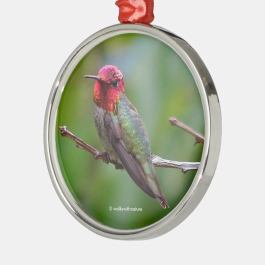 アンナのハミングバード：この王はピンクの王冠を被る メタルオーナメント (左)