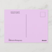 アンナのハミングバード ポストカード (裏面)