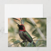 アンナハスミングバードの写真 ポストカード (正面/裏面)