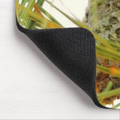 アンナ素晴らしのハミングバードの母を巣に マウスパッド (コーナー)