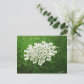 アンヌ女王のレース1 ポストカード (スタンド正面)