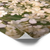 アンヌ女王のレース ポスター (角)