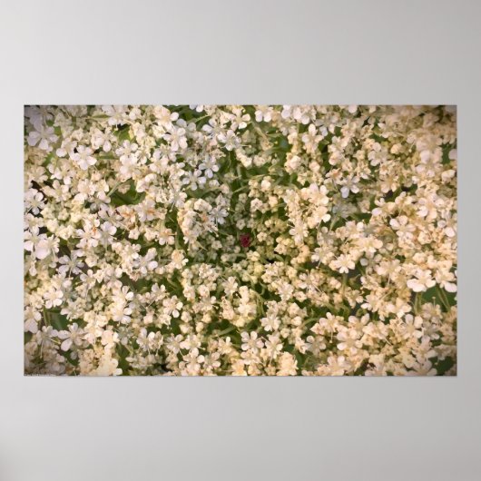 アンヌ女王のレース ポスター (正面)