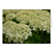 アンヌ女王レースのワイルドフラワーの写真 (正面横)