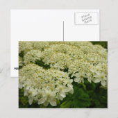 アンヌ女王レースのワイルドフラワーの写真 ポストカード (正面/裏面)