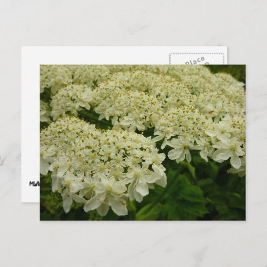 アンヌ女王レースのワイルドフラワーの写真 ポストカード (正面/裏面)