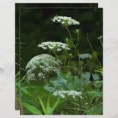 アンヌ女王レースの夏のワイルドフラワー (正面/裏面)