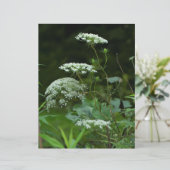 アンヌ女王レースの夏のワイルドフラワー (スタンド正面)