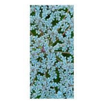 アンヌ女王レースの花